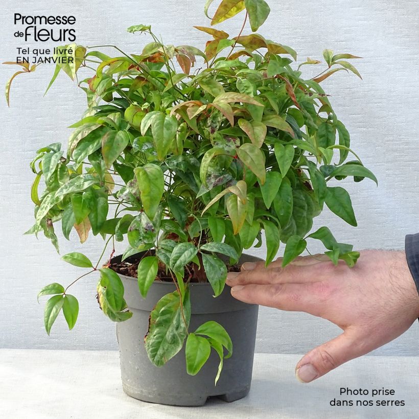 Nandina domestica Fire Power - Sacred Bamboo 2L/3L pot sample as delivered in winter