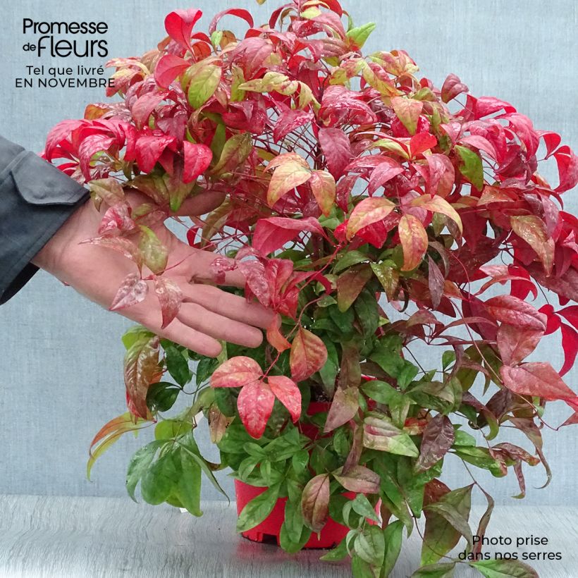 Nandina domestica Fire Power - Sacred Bamboo 2L/3L pot sample as delivered in autumn