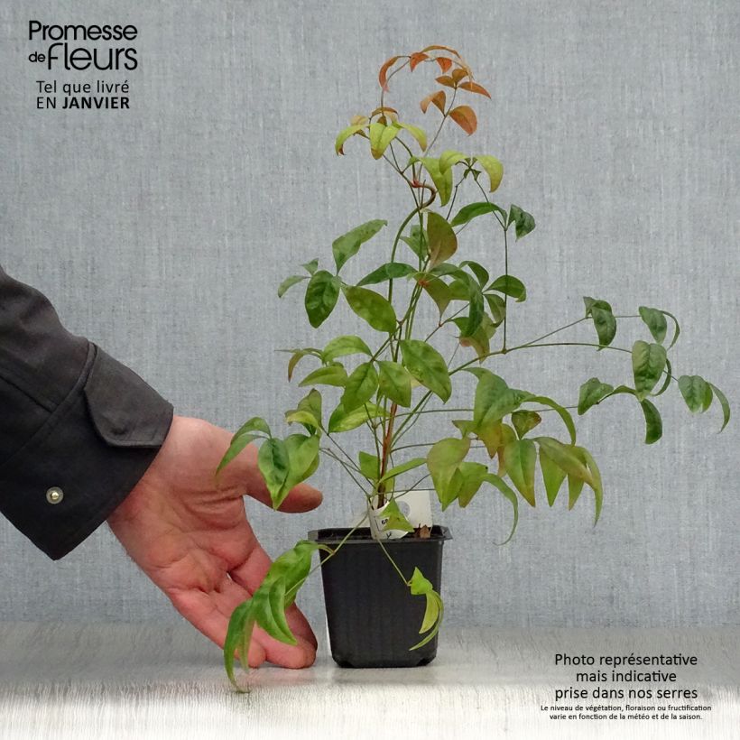 Nandina domestica Fire Power - Sacred Bamboo 8/9 cm pot sample as delivered in winter