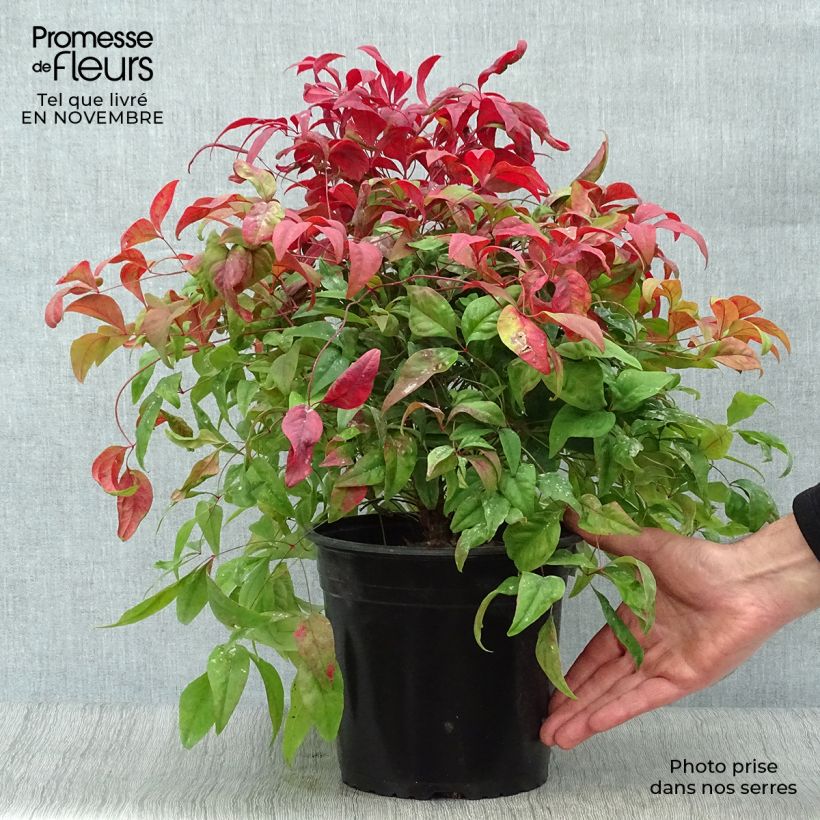Nandina domestica Fire Power - Sacred Bamboo 4L/5L pot sample as delivered in autumn