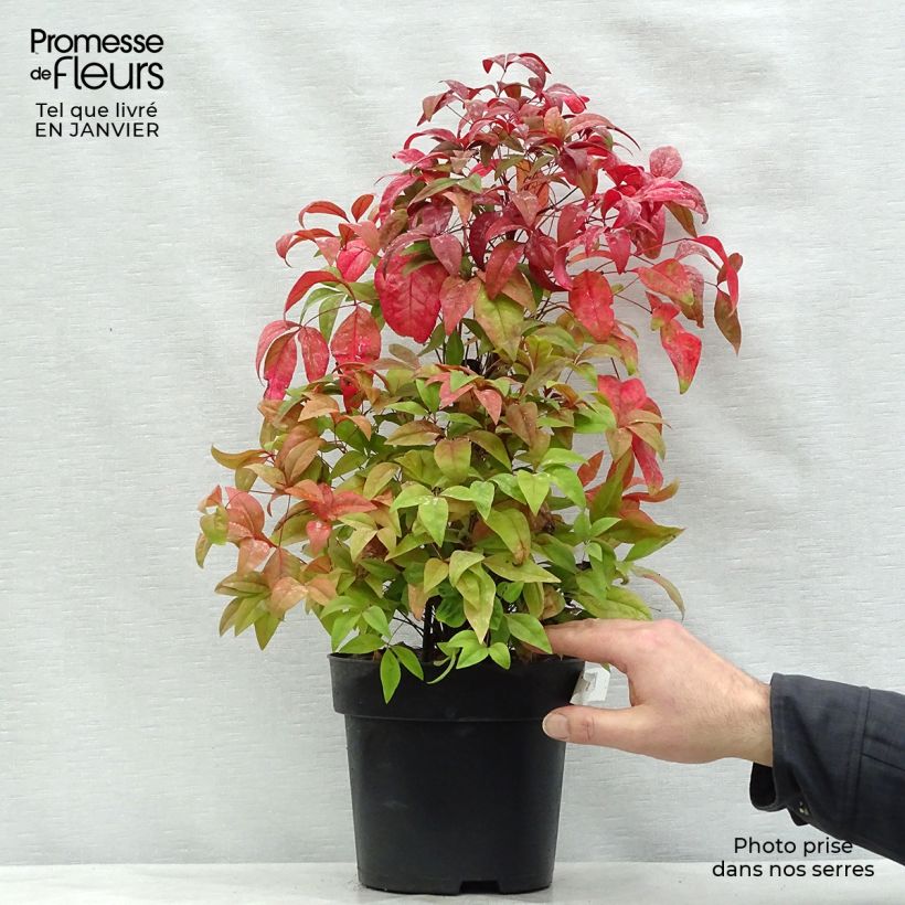 Nandina domestica Fire Power - Sacred Bamboo 4L/5L pot sample as delivered in winter