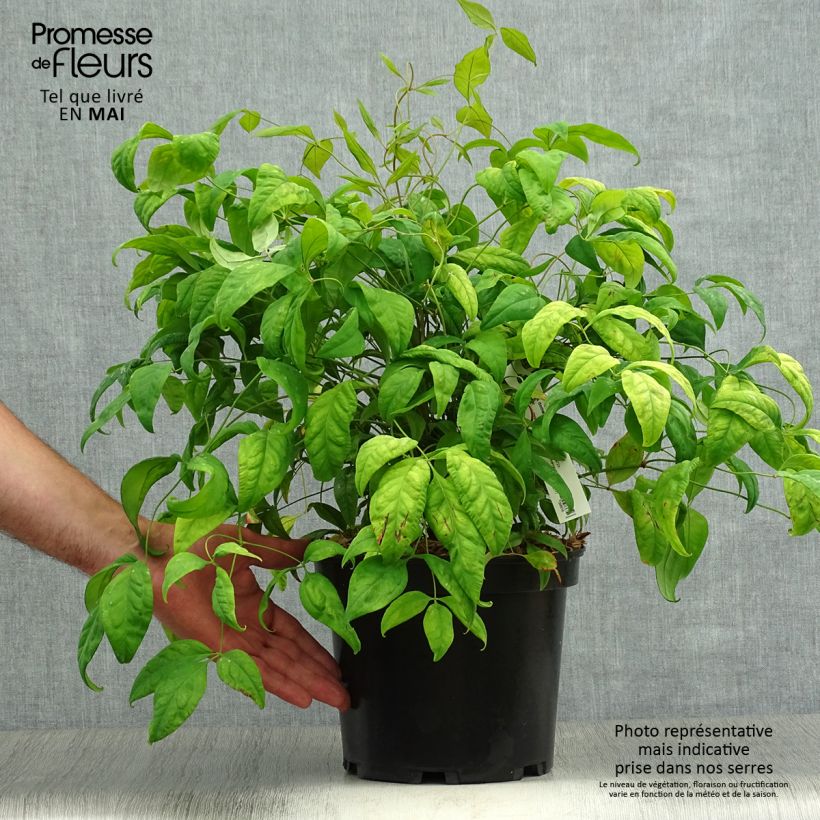 Nandina domestica Fire Power - Sacred Bamboo 4L/5L pot sample as delivered in spring