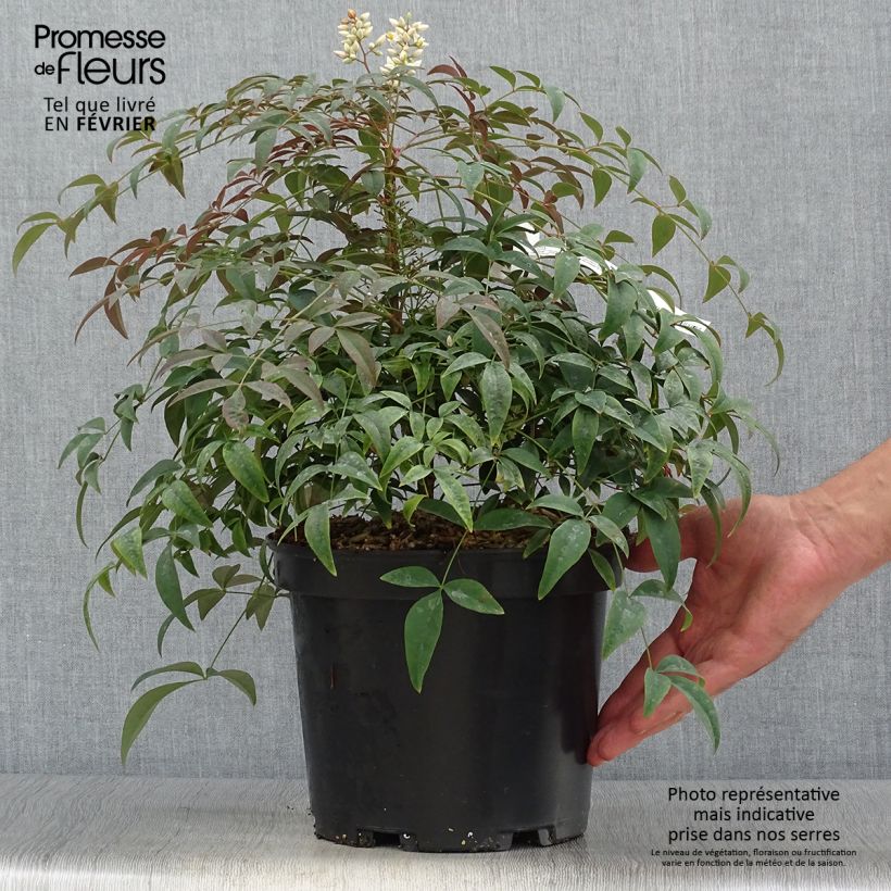 Nandina domestica Flirt Murasaki - Sacred Bamboo 3L/4L pot sample as delivered in autumn