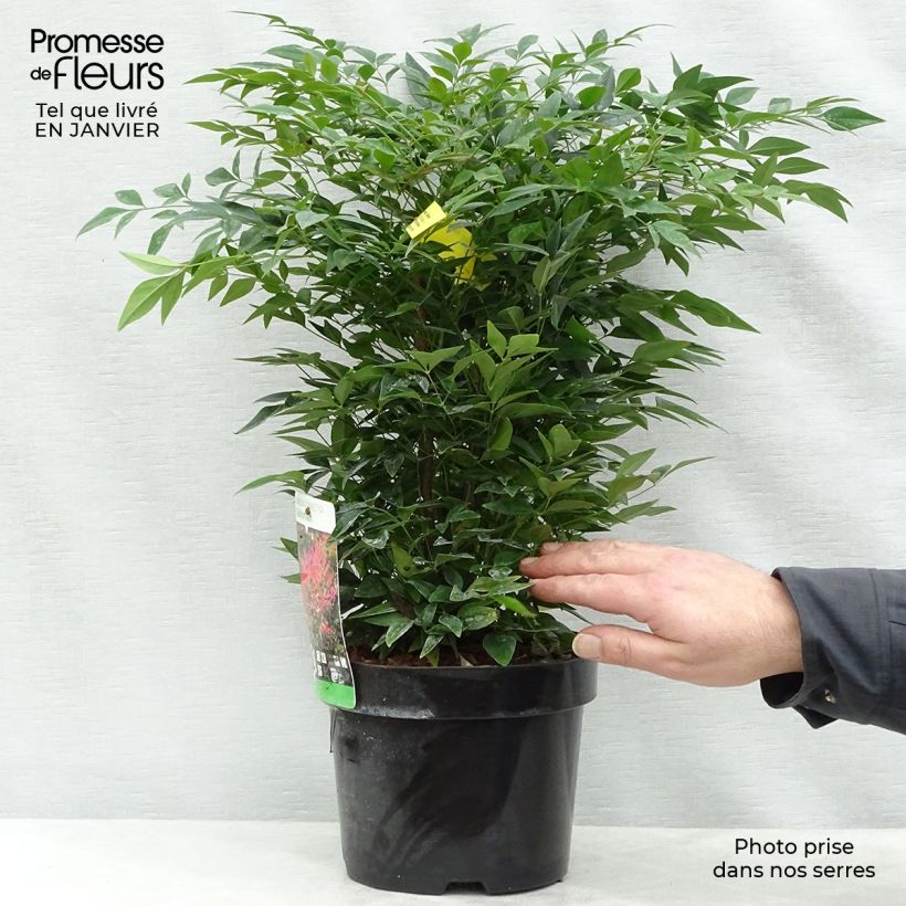 Nandina domestica Gulf Stream - Sacred Bamboo 2L/3L pot sample as delivered in winter