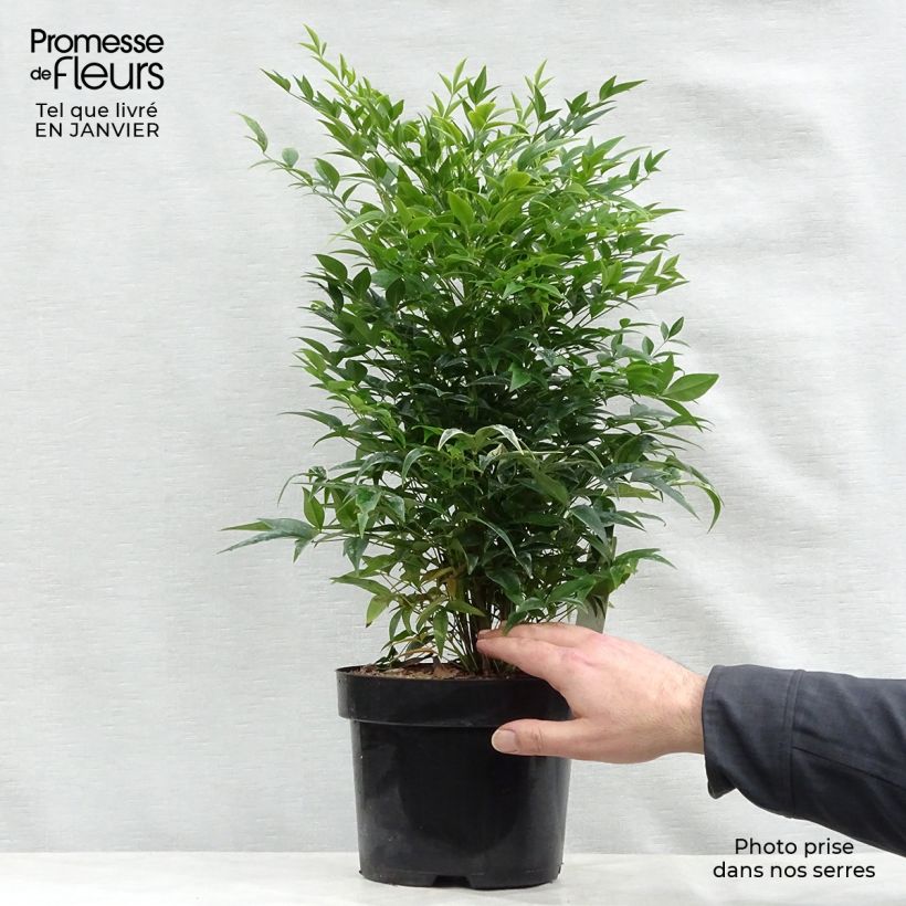 Nandina domestica Lemon Lime - Sacred Bamboo 2L/3L pot sample as delivered in winter