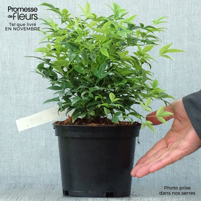 Nandina domestica Lemon Lime - Sacred Bamboo 2L/3L pot sample as delivered in autumn