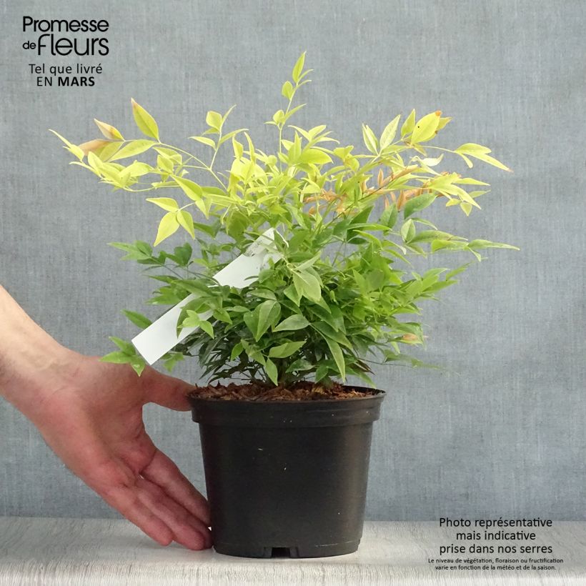 Nandina domestica Lemon Lime - Sacred Bamboo 2L/3L pot sample as delivered in spring