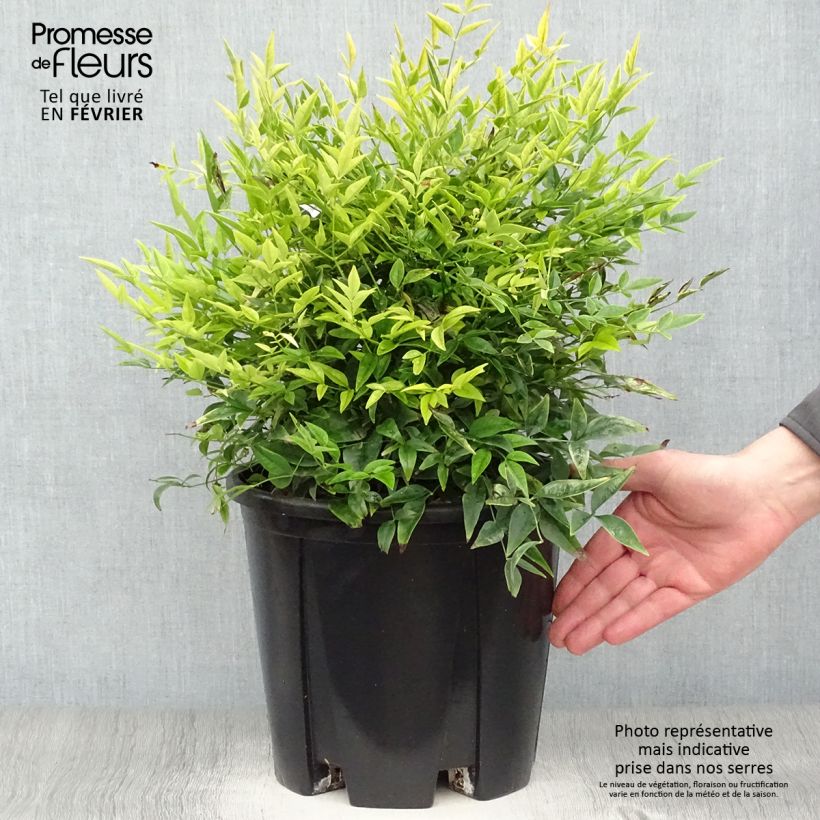 Nandina domestica Lemon Lime - Sacred Bamboo 7.5L/10L pot sample as delivered in winter