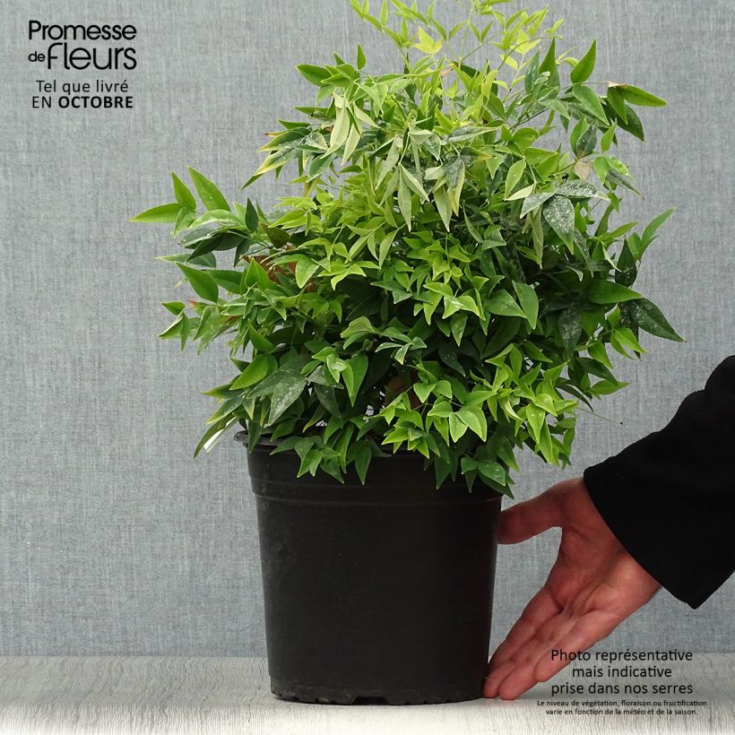 Nandina domestica Lemon Lime - Sacred Bamboo 4L/5L pot sample as delivered in autumn