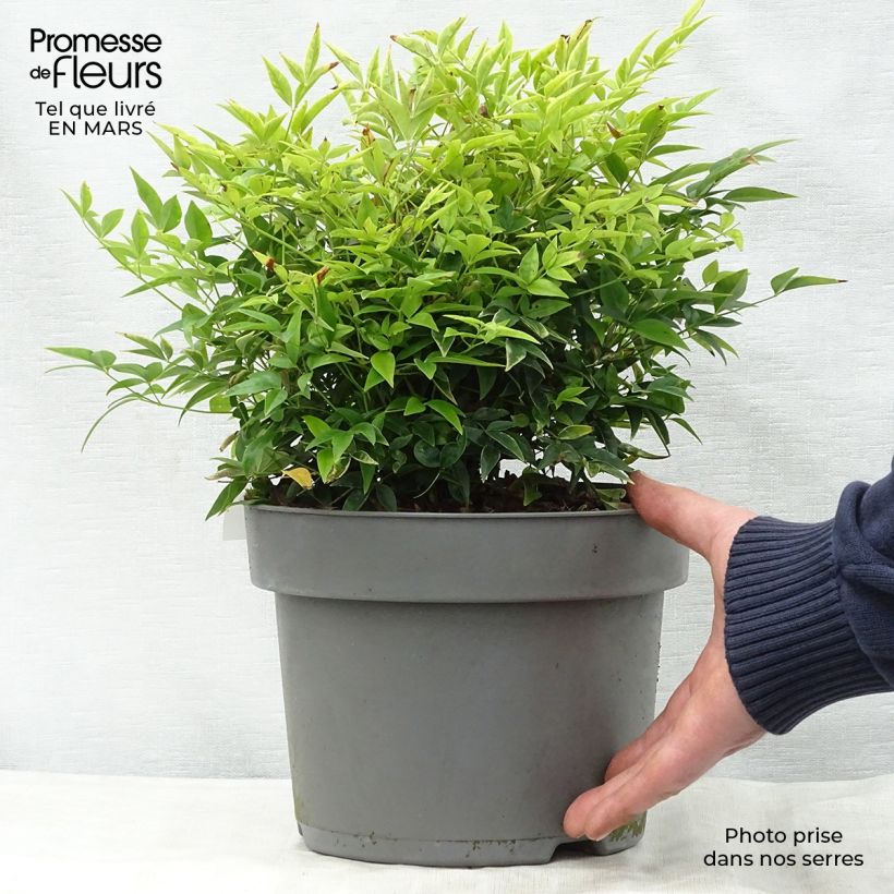 Nandina domestica Lemon Lime - Sacred Bamboo 4L/5L pot sample as delivered in spring