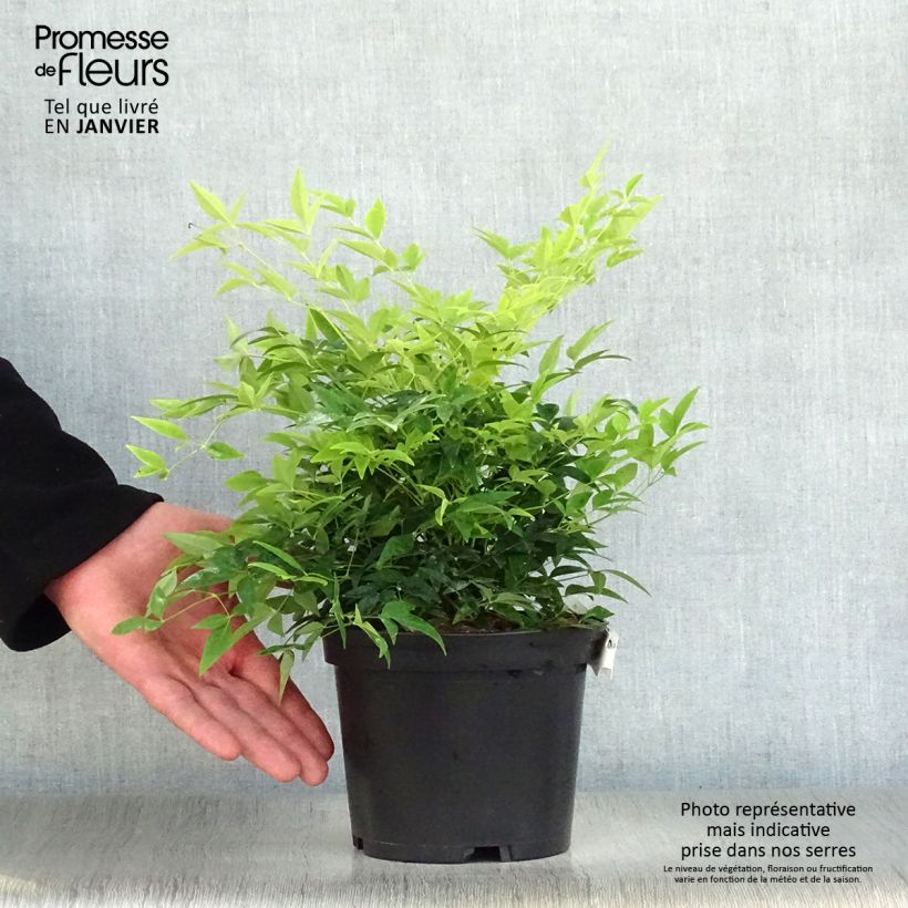 Nandina domestica Lemon Lime - Sacred Bamboo 4L/5L pot sample as delivered in winter
