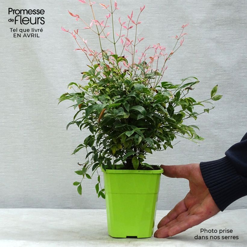 Nandina domestica Twilight - Sacred Bamboo 8/9 cm pot sample as delivered in spring