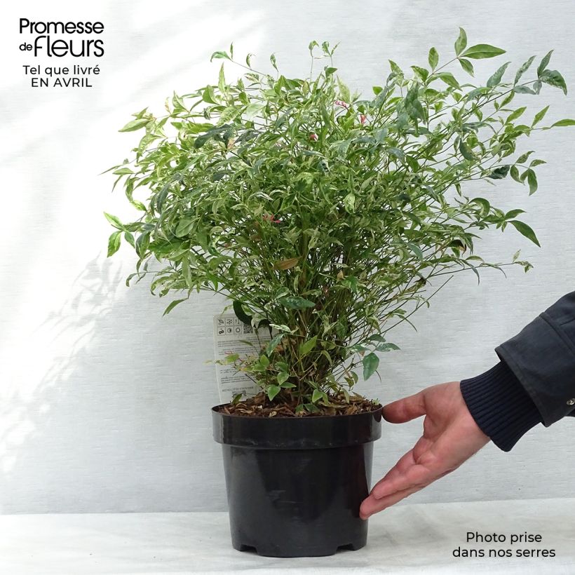 Nandina domestica Twilight - Sacred Bamboo 2L/3L pot sample as delivered in spring