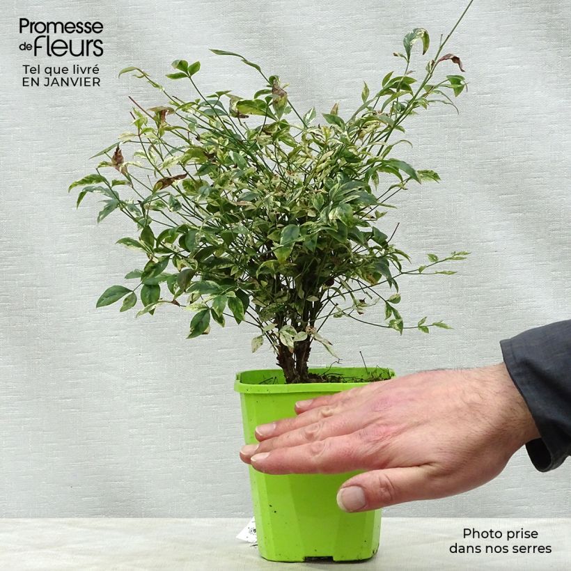 Nandina domestica Twilight - Sacred Bamboo 8/9 cm pot sample as delivered in winter