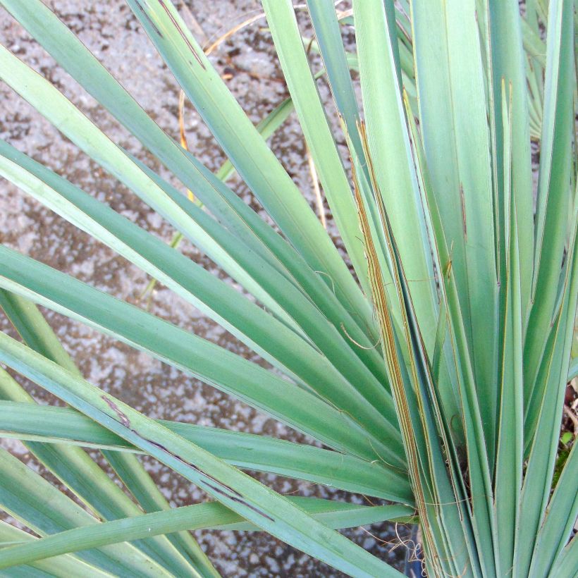 Nannorrhops ritchiana Silver (Foliage)