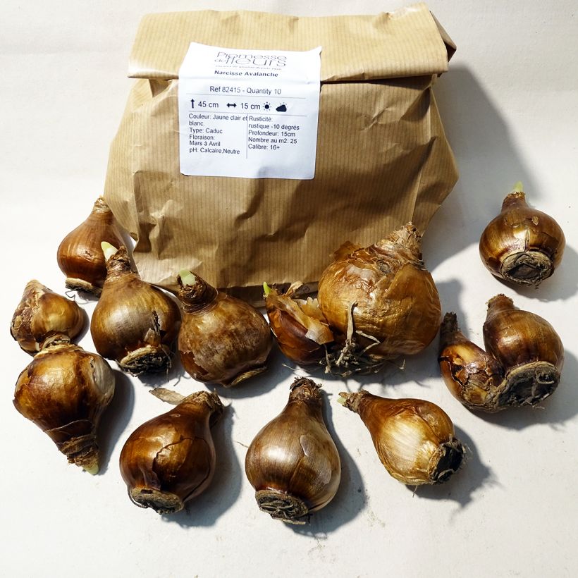 Example of Narcissus Avalanche Bulb size 14+ specimen as delivered
