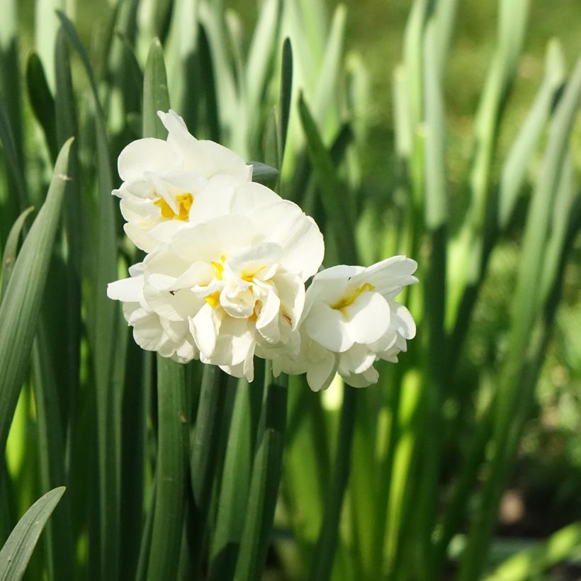 Narcissus Bridal Crown (Flowering)