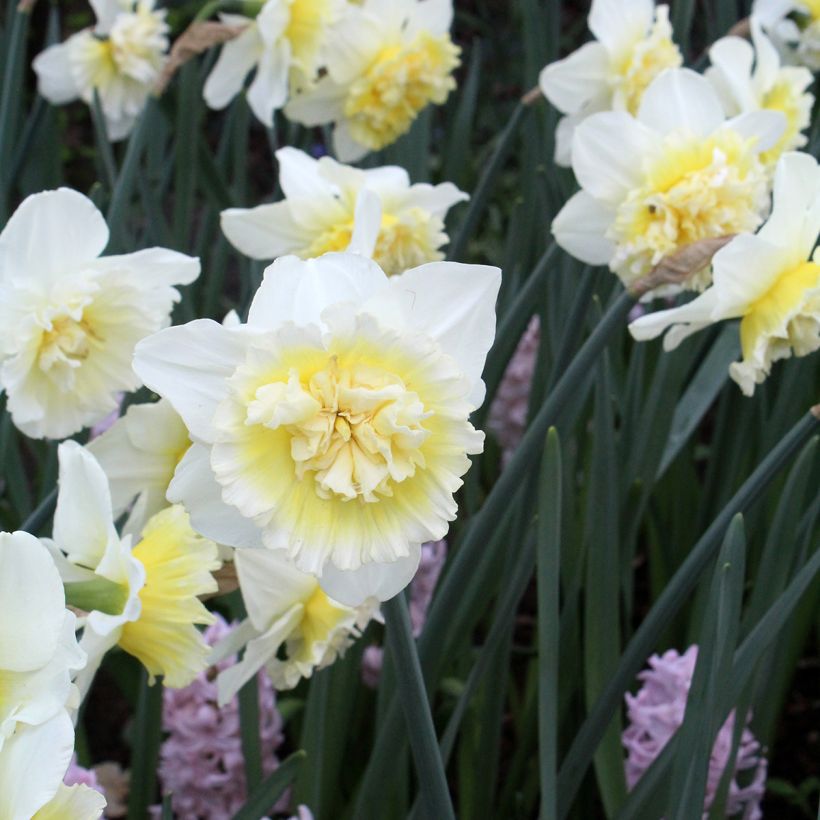 Narcissus Ice King - Daffodil (Flowering)