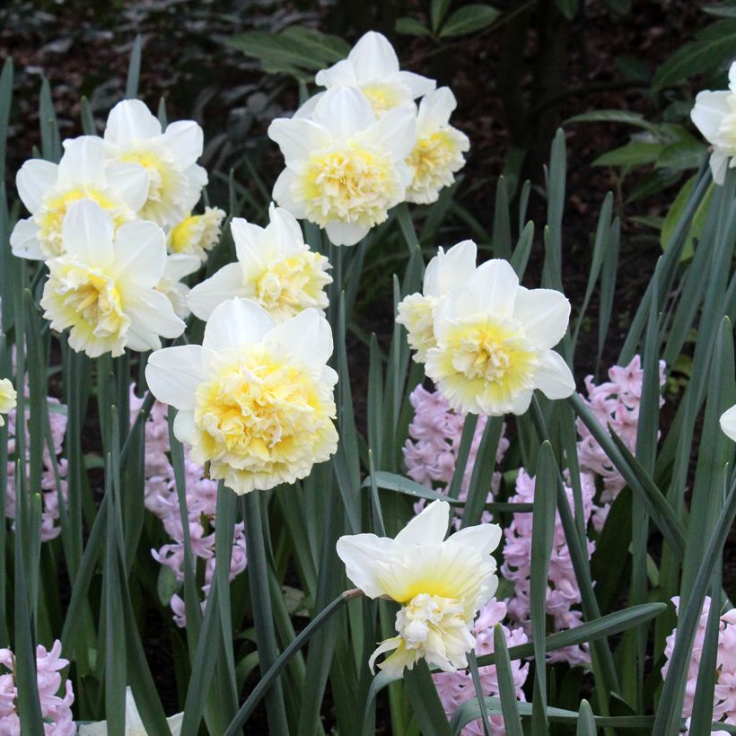 Narcissus Ice King - Daffodil (Plant habit)