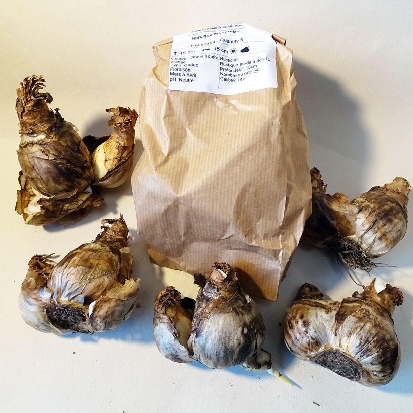 Example of Narcissus Mondragon Bulb size 12+ specimen as delivered