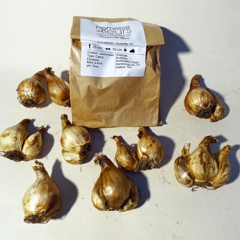 Example of Narcissus W.P. Milner Bulb size 10+ specimen as delivered