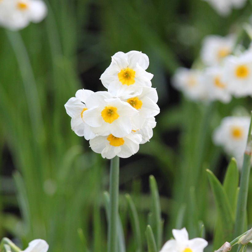 Narcissus Laurens Koster (Flowering)
