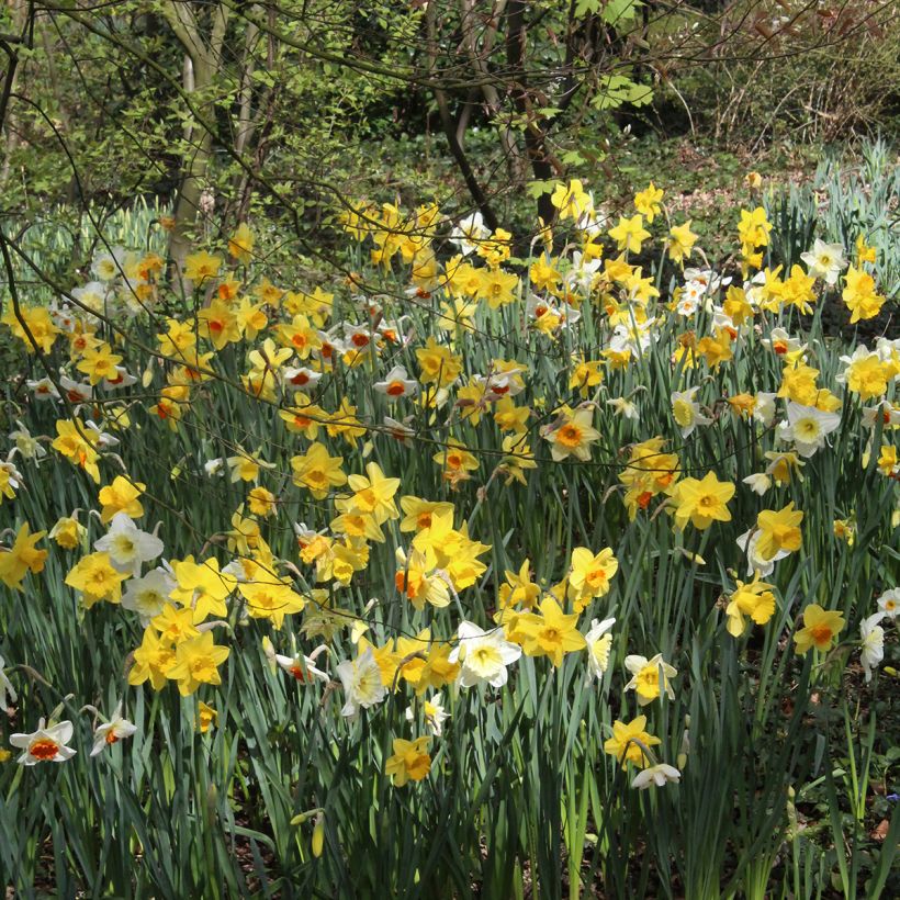 Narcissus   (Plant habit)