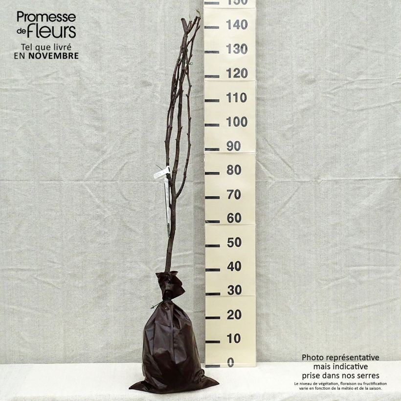 Nashi Hosui Abundance - Apple-Pear Ready-to-plant root ball, Goblet sample as delivered in autumn
