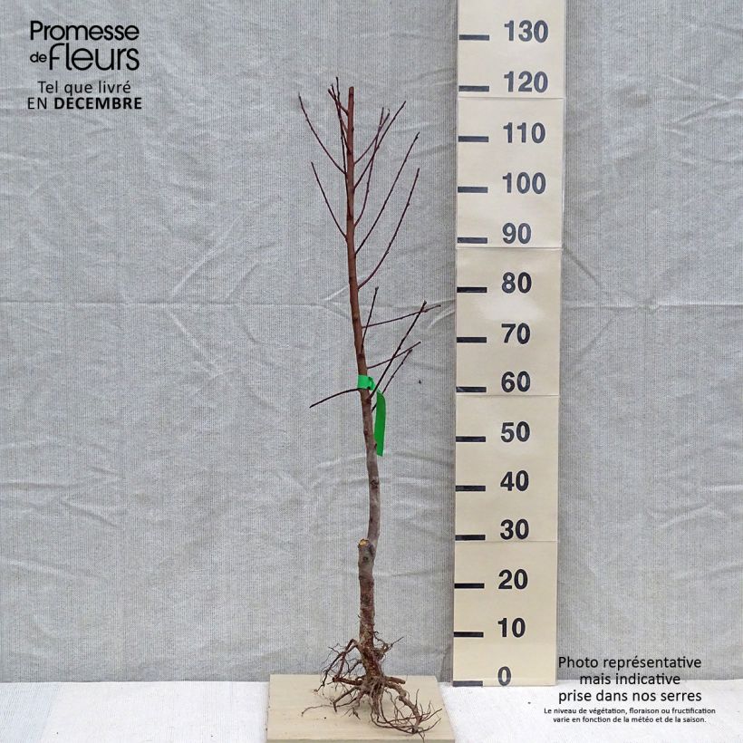 Prunus Flat White Flesh - Organic Peach Tree sample as delivered in winter