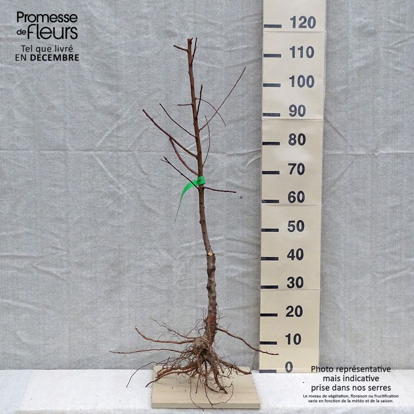 Prunus Brugnon plat chair jaune sample as delivered in winter