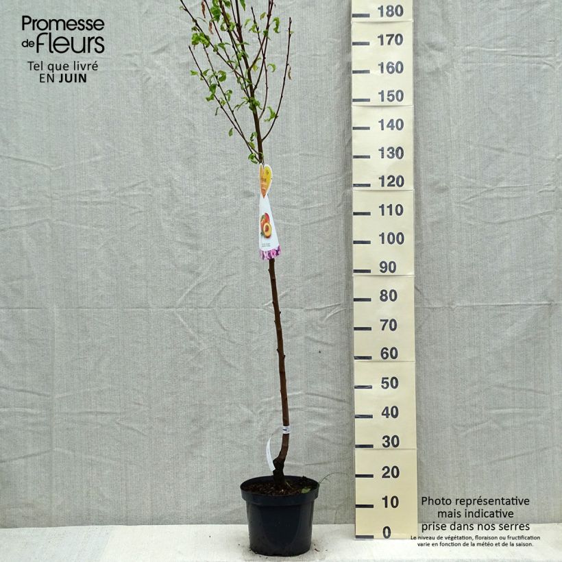 Prunus Flavortop - Nectarine Tree 7.5L/10L pot, Half standard sample as delivered in spring