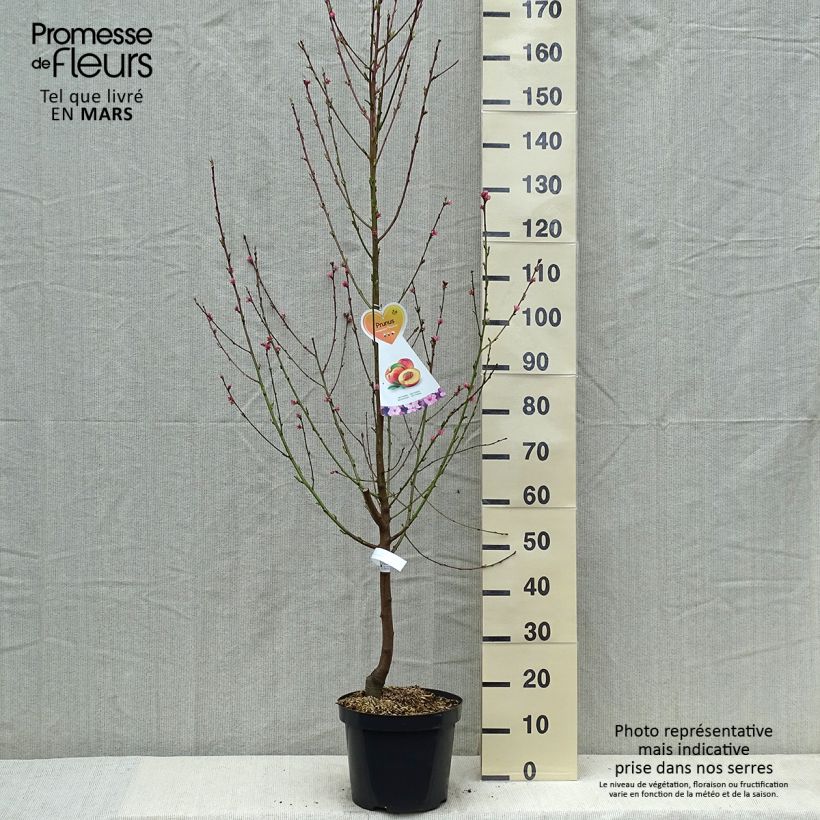 Prunus Flavortop - Nectarine Tree 7.5L/10L pot, Goblet sample as delivered in spring