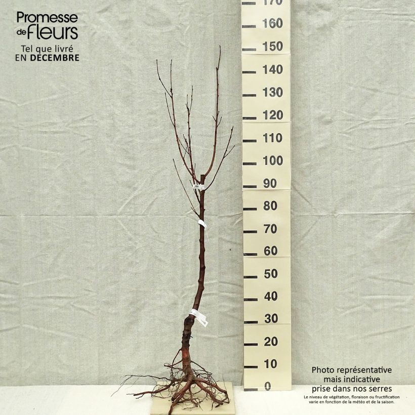 Prunus Nectared - Nectarine Tree Bare root, Goblet sample as delivered in winter