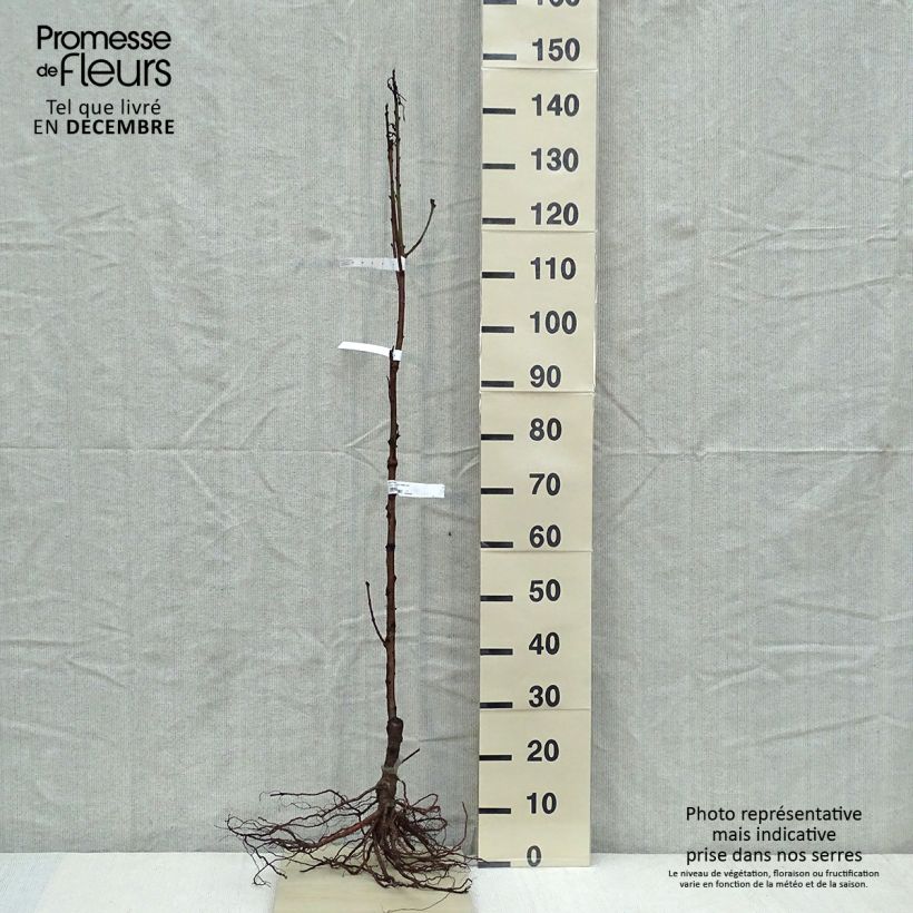 Prunus Nectared - Nectarine Tree Bare root, Scion sample as delivered in winter