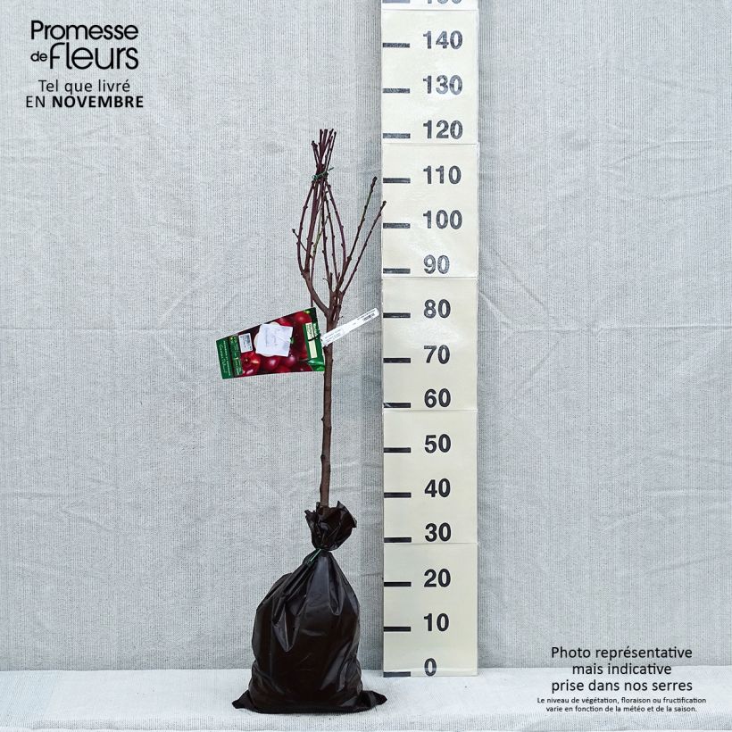Prunus persica Olympio - Nectarine Tree Ready-to-plant root ball, Goblet sample as delivered in autumn