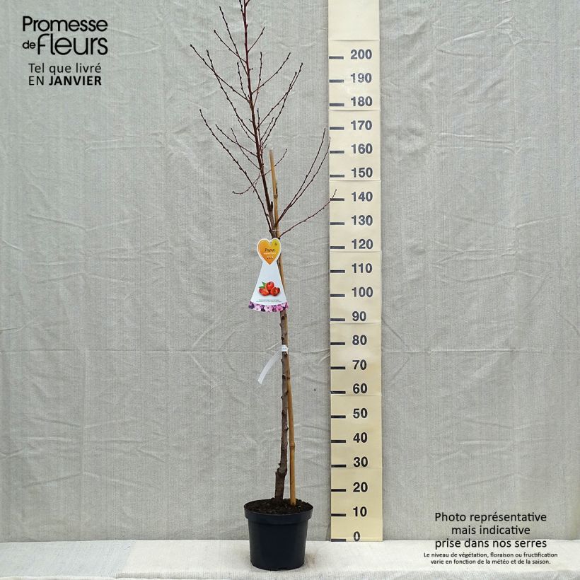 Prunus Flateryna - Flat-fruited nectarine tree 7.5L/10L pot, Half standard sample as delivered in winter