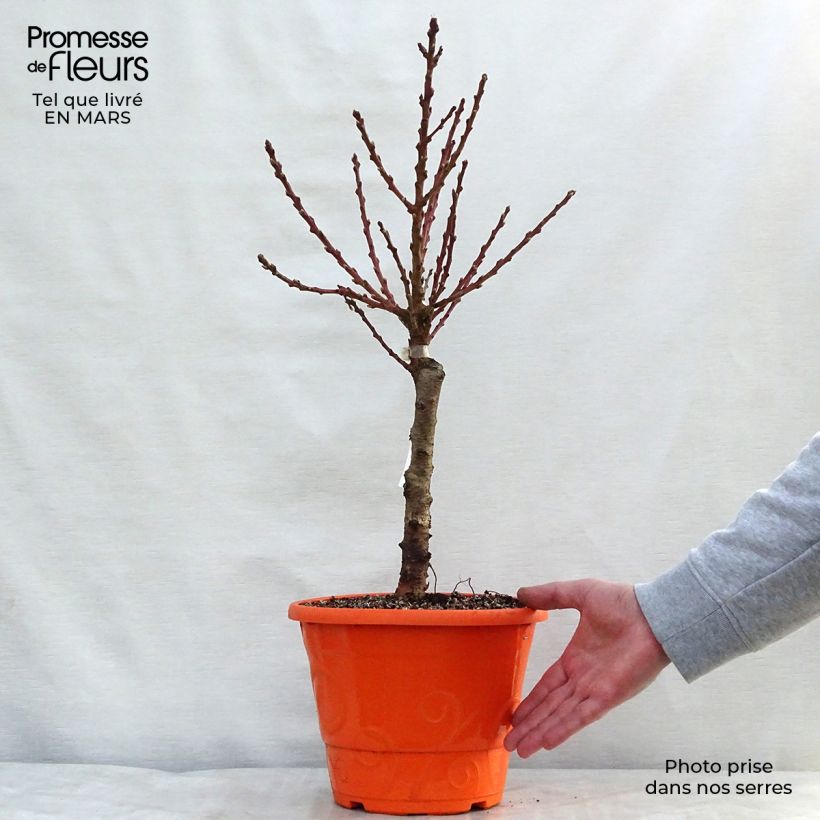 Prunus persica Garden Beauty - Dwarf Nectarine Tree 6L/7L pot, Quarter standard sample as delivered in spring