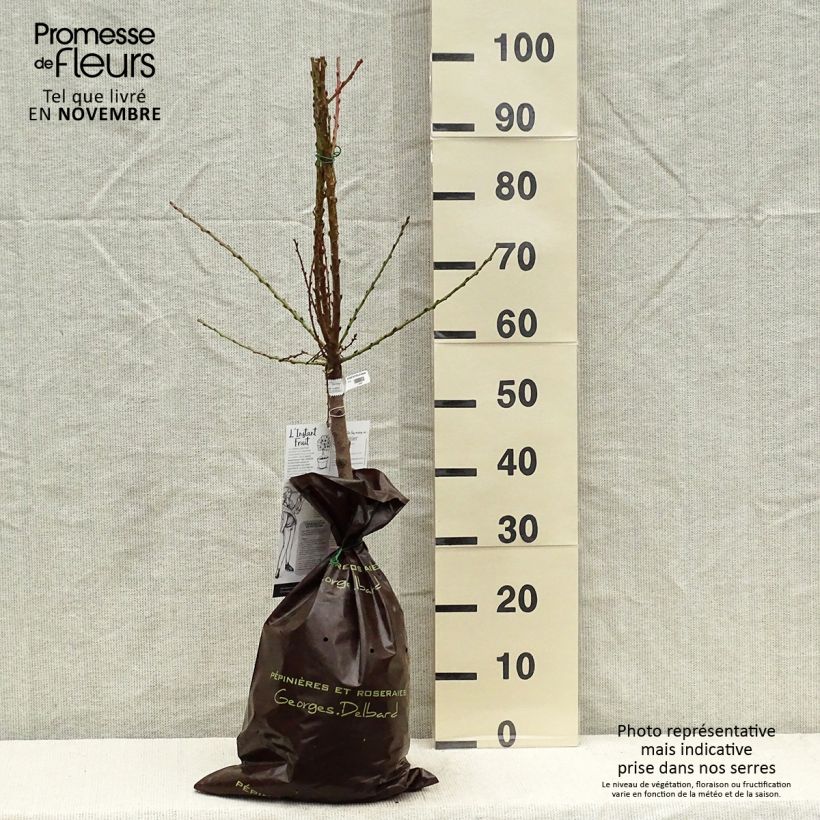 Prunus persica Nectarella - Dwarf Nectarine Tree Ready-to-plant root ball, Quarter standard sample as delivered in autumn