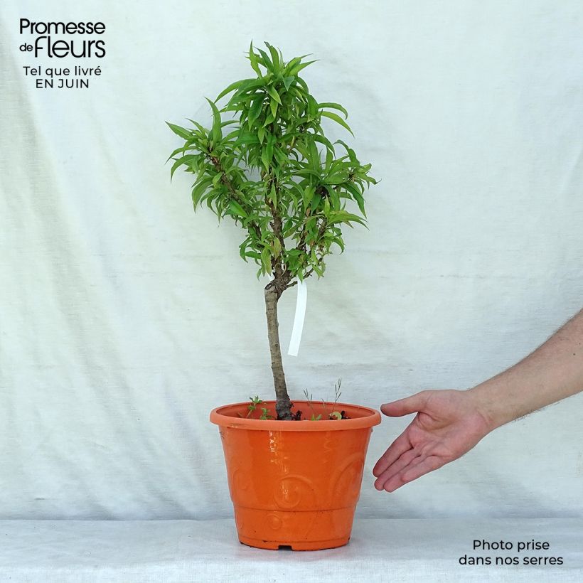 Prunus persica Snow Baby - Dwarf Nectarine Tree 7.5L/10L pot, Quarter standard sample as delivered in summer