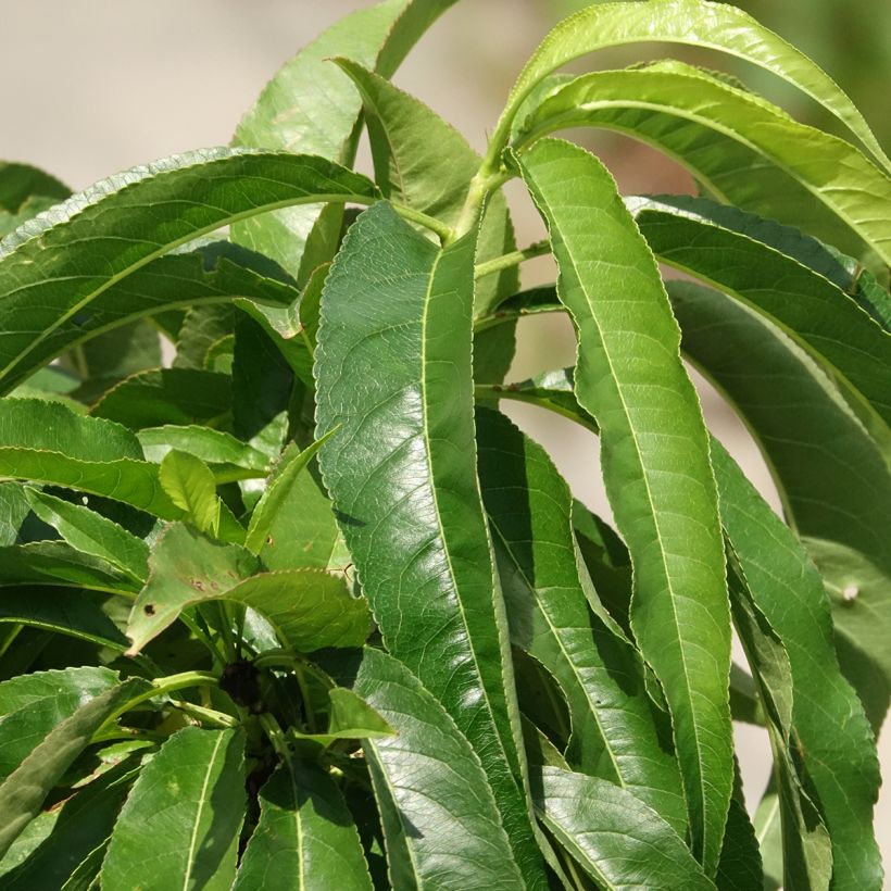 Prunus persica Snow Baby - Dwarf Nectarine Tree (Foliage)