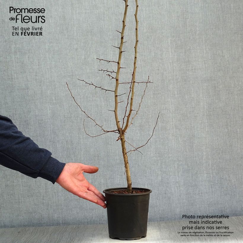 Mespilus germanica - Common Medlar 2L/3L pot sample as delivered in winter