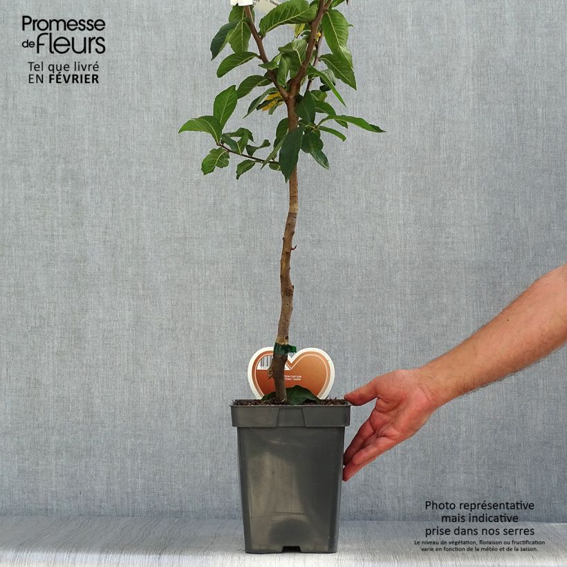 Mespilus germanica Westerveld - Common Medlar 4L/5L pot sample as delivered in autumn