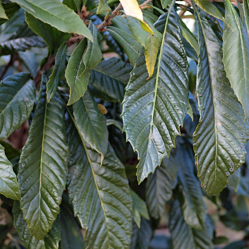 Eriobotrya japonica Tanaka - Japanese loquat (Foliage)