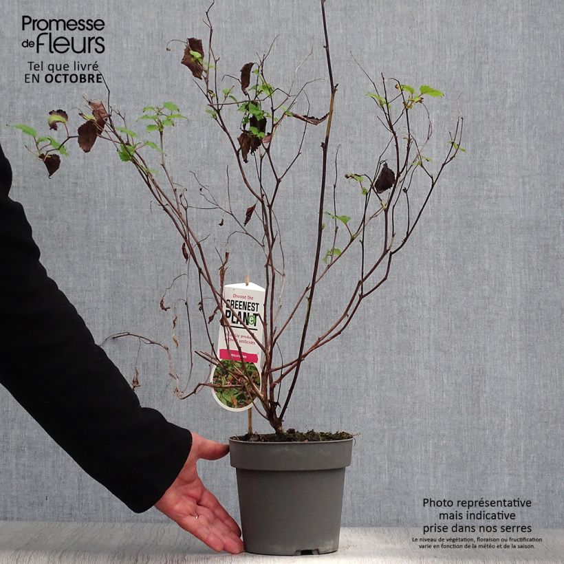 Neillia affinis 2L/3L pot sample as delivered in autumn