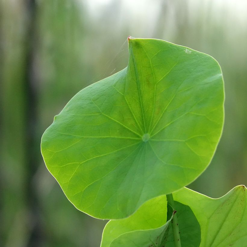 Nelumbo Pygmaea Pink - Sacred Lotus (Foliage)