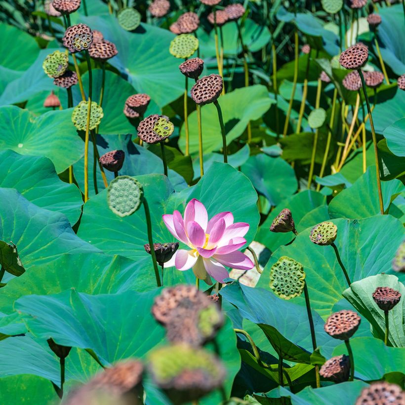 Nelumbo Red at Sunset - Lotus (Foliage)