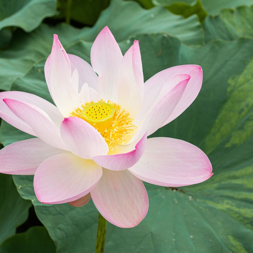 Nelumbo nucifera Red and White - Pale Pink and White (Flowering)