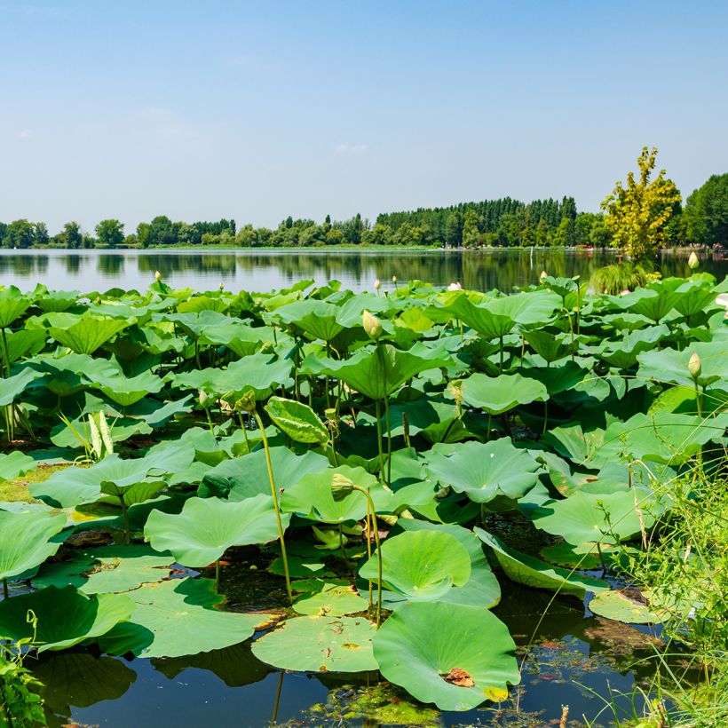 Nelumbo nucifera Stellar White (Foliage)