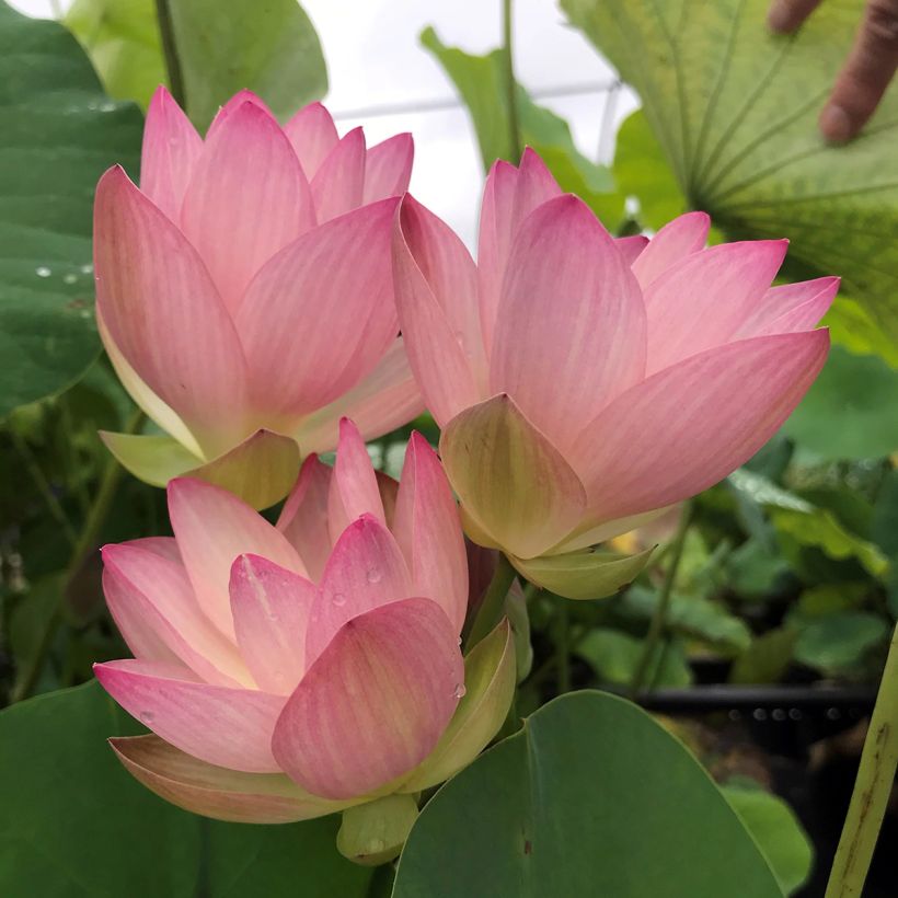 Nelumbo Guifei Zuijiu - Dwarf lotus  (Flowering)