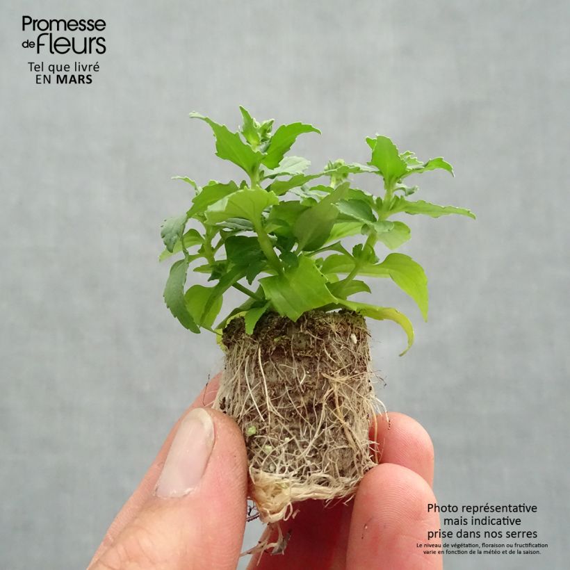 Nemesia Honey White Plug plant 1.5/2.5 cm sample as delivered in spring